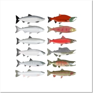 Pacific Ocean Salmon - Ocean and Spawn Stages Posters and Art